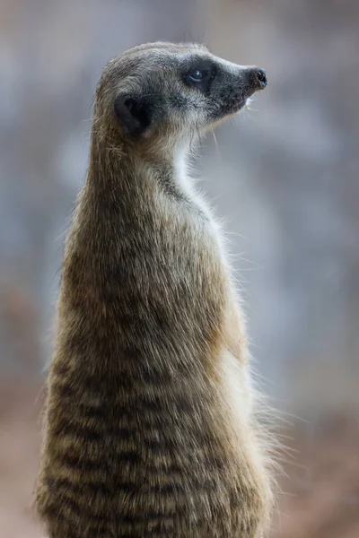 Meerkat Surikate Looking Public Park — Stock Photo, Image