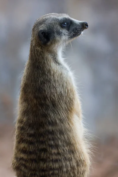 Meerkat Surikate Looking Public Park — Stock Photo, Image