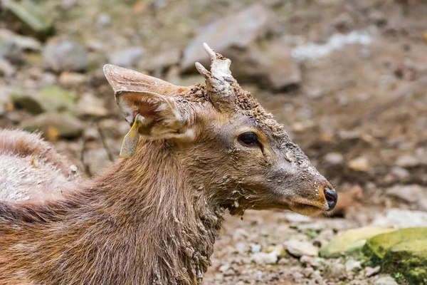 若いオスの鹿の顔は泥だらけで — ストック写真