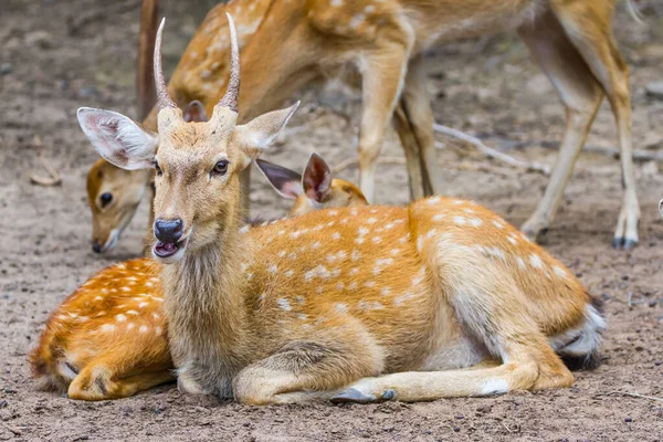 Spotted Deer Sitting Looking Camera Public Park — Stock Photo, Image