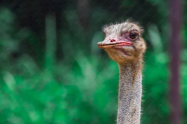 Head Eye Ostrich Closeup Morning — Stock Photo, Image