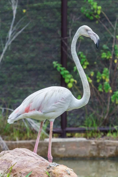 Flamingo Στέκεται Όμορφο Πορτρέτο Σκούρο Φόντο — Φωτογραφία Αρχείου