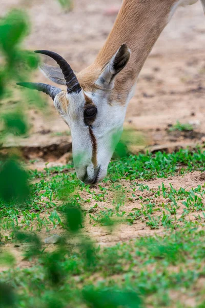 Cara Cuerno Antílope Gemsbok Oryx Gazella Ciervo Sudáfrica —  Fotos de Stock