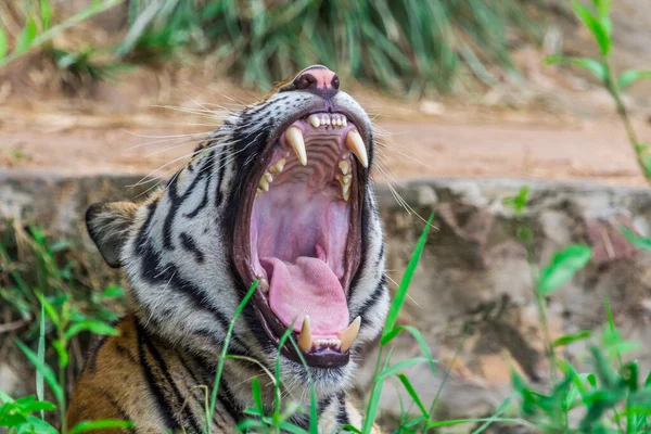 Dientes Lengua Real Tigre Bengala Naturaleza — Foto de Stock