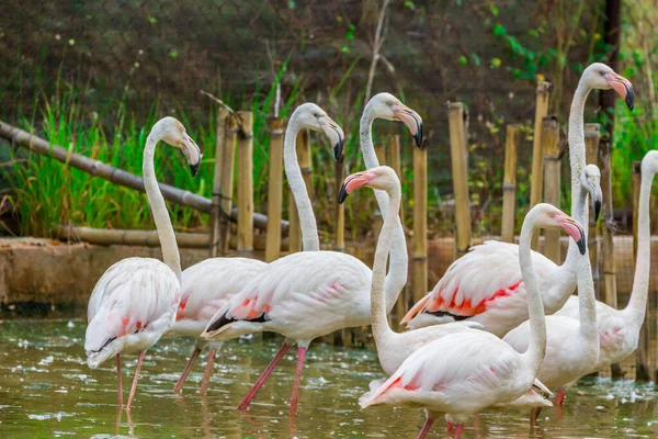 Grupo Flamingo Rosa Caribenho — Fotografia de Stock