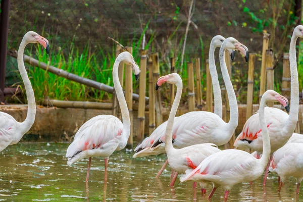 Grupo Flamingo Rosa Caribenho — Fotografia de Stock