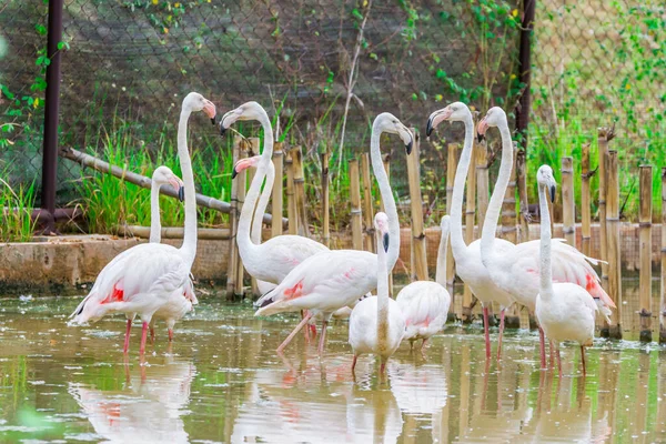 Grupo Flamingo Rosa Caribenho — Fotografia de Stock