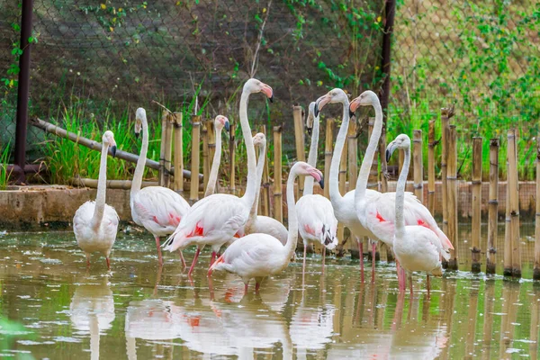 Grupo Flamingo Caribenho Rosa — Fotografia de Stock