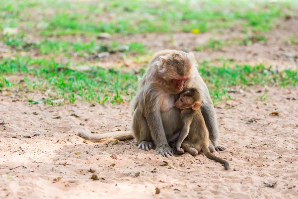Baby Monkey Eating Milk Mother Mokey Breast Park — Stock Photo, Image