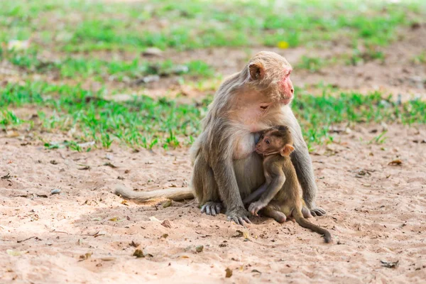 Baby Monkey Eating Milk Mother Mokey Breast Park — Stock Photo, Image