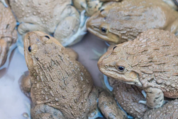 Many frogs in the market background