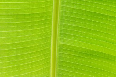 Arkaplan ışığının dokusu Taze yeşil Yaprak arka planı