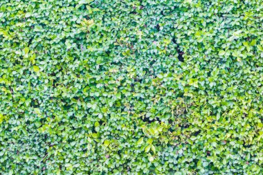 Yeşil ağaçlar arka plan / doğa