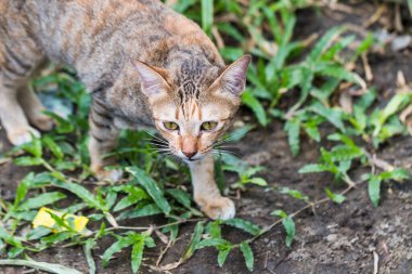 Kedi yeşil çimlerde bir fare görür ve yakalar.