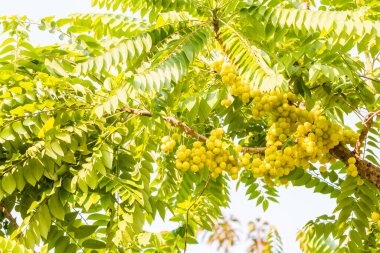 Bahçedeki ağaçta, doğal arka planda bektaşi üzümü