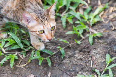 Kedi yeşil çimlerde bir fare görür ve yakalar.