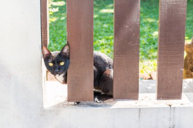 Kahverengi çitin arkasında yabancı birini arıyor.