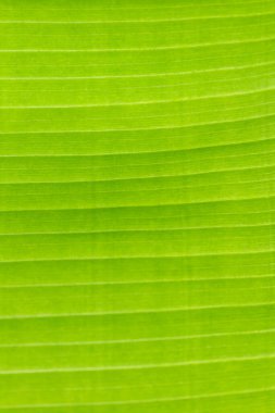Arkaplan ışığının dokusu Taze yeşil Yaprak arka planı