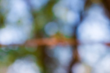 ağaç arkaplanından yeşil bokeh