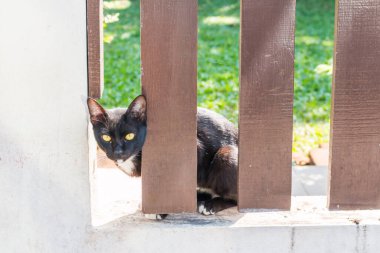 Kahverengi çitin arkasında yabancı birini arıyor.