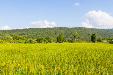 Sarı pirinç hasat mevsiminin çeltik tarlası