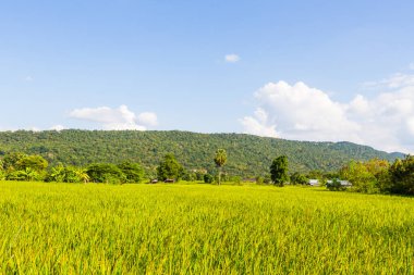Sarı pirinç hasat mevsiminin çeltik tarlası