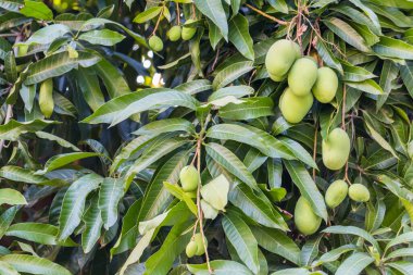 Doğal arka planda ağaçta taze ve tatlı mangolar.