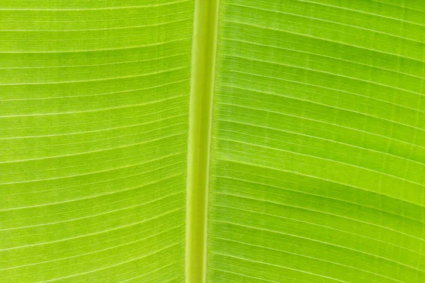 Arkaplan ışığının dokusu Taze yeşil Yaprak arka planı
