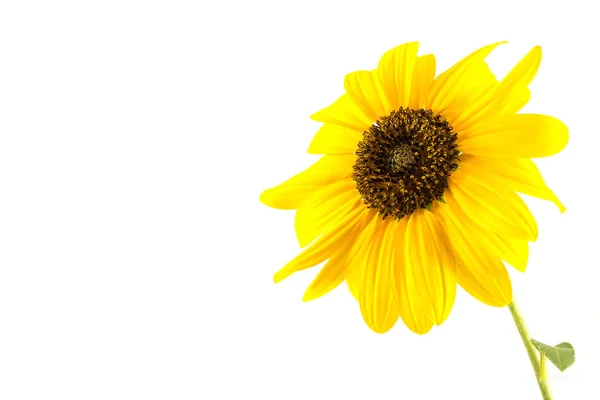 Close Sunflower White Background — Stock Photo, Image