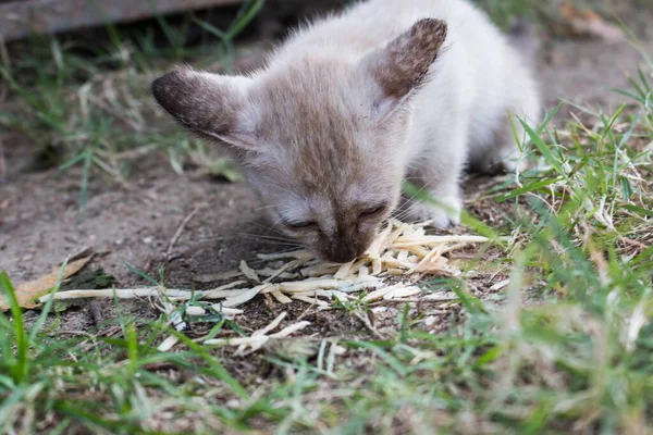 Маленький Кіт Їсть Їжу Фоні Землі — стокове фото