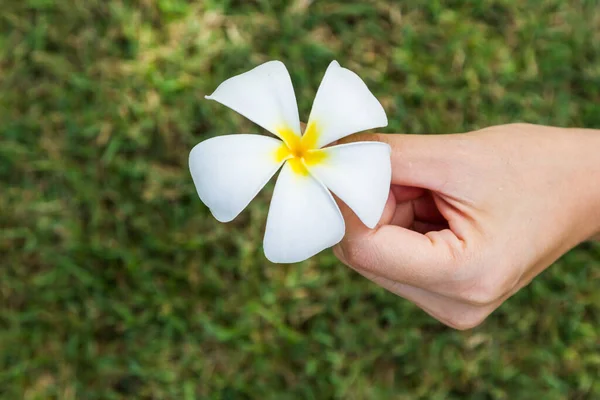 Yeşil Arka Planda Bir Çiçek Var — Stok fotoğraf