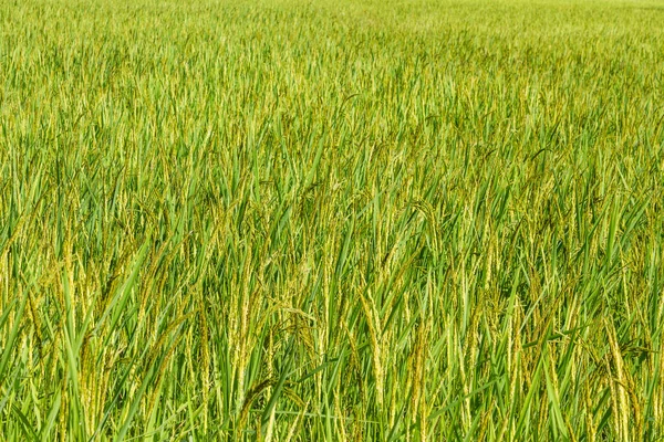 Hermoso Campos Arroz Fondo — Foto de Stock