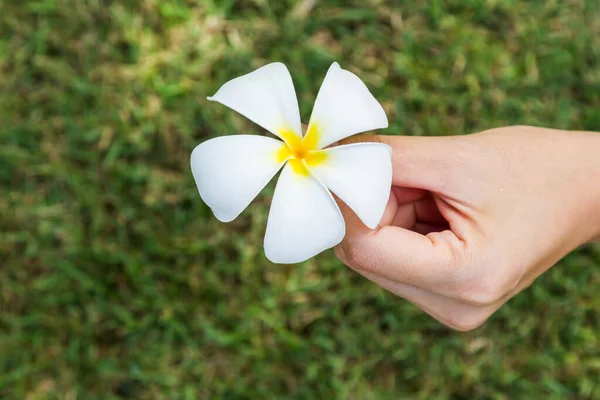 Plumeria Bloem Hand Groene Achtergrond — Stockfoto