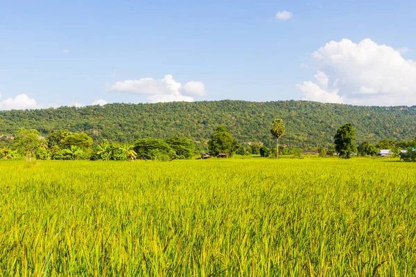 Sarı pirinç hasat mevsiminin çeltik tarlası