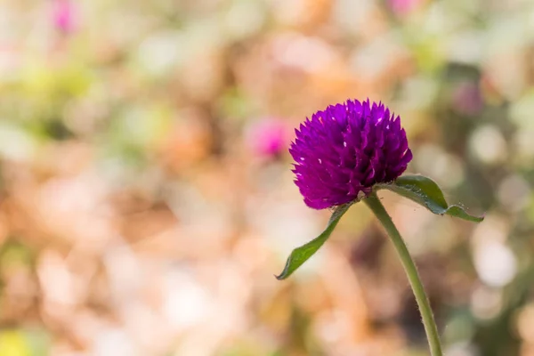 Amaranth Kwiat Natura Rozmytym Tle — Zdjęcie stockowe