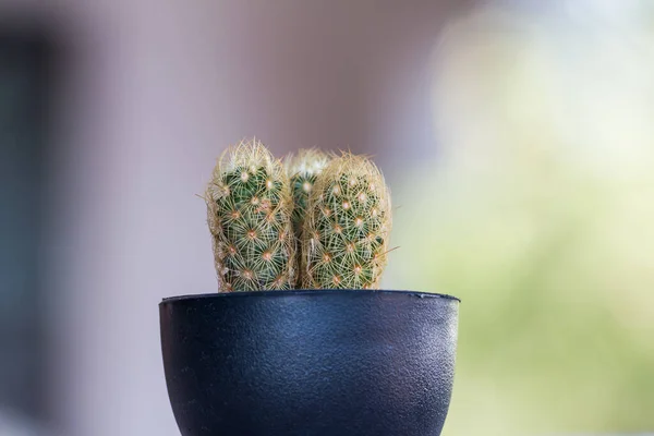 Kaktus Einem Topf Schwarz Auf Geen Bokeh Hintergrund — Stockfoto