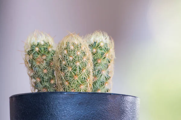 Cactus Una Pentola Nera Sfondo Geen Bokeh — Foto Stock