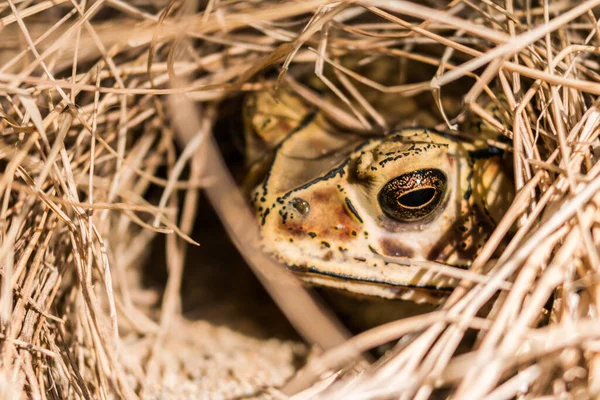 Detailní Záběr Hnědé Žáby Suchém Seně Pozadí — Stock fotografie