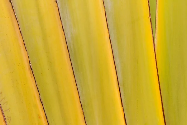 Texture Bananier Type Tropical Bananier Tronc Tige Fond — Photo