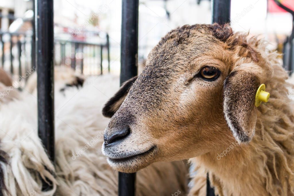 Brown Sheep looking for food