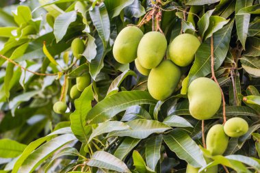 Doğal arka planda ağaçta taze ve tatlı mangolar.