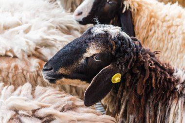 Kahverengi Koyun yemek aranıyor