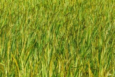 Tayland 'da pirinç tarlaları