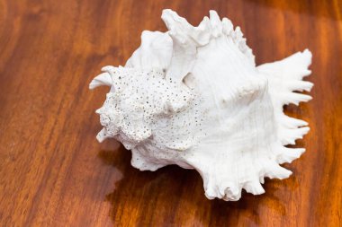 Kahverengi ahşap arkaplan dokusunda Eski Deniz kabuğu