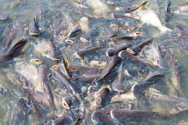 Pangasius balıkları yemeği yemeye çalışır.