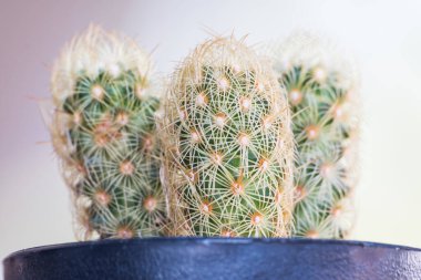 Kaktüs siyah tencerede Geen Bokeh arka planında