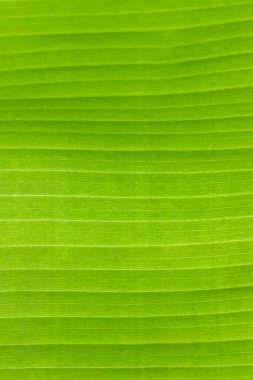 Arkaplan ışığının dokusu Taze yeşil Yaprak arka planı