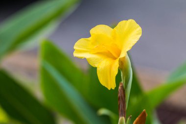 Sarı Çiçekli Hint Canna (Canna indica L.), Yeşil arkaplandaki nilüferlerin Kapanışı