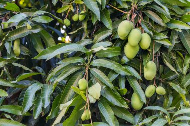 Doğal arka planda ağaçta taze ve tatlı mangolar.