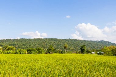 Sarı pirinç hasat mevsiminin çeltik tarlası